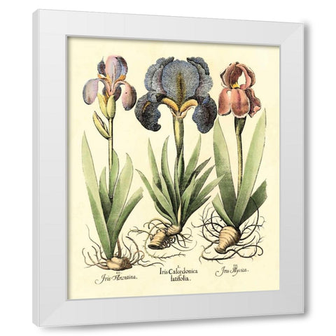 Bulb Garden I White Modern Wood Framed Art Print by Besler, Basilius