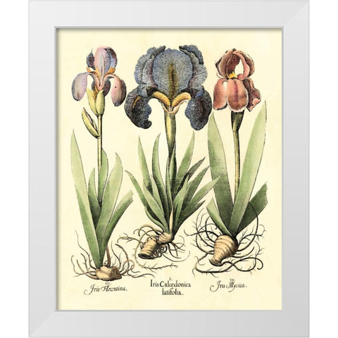 Bulb Garden I White Modern Wood Framed Art Print by Besler, Basilius