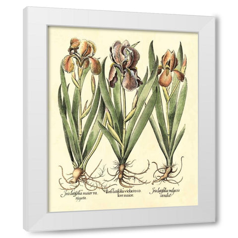 Bulb Garden II White Modern Wood Framed Art Print by Besler, Basilius
