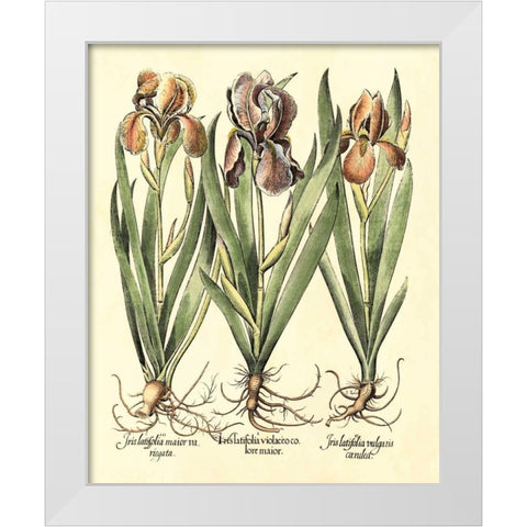 Bulb Garden II White Modern Wood Framed Art Print by Besler, Basilius