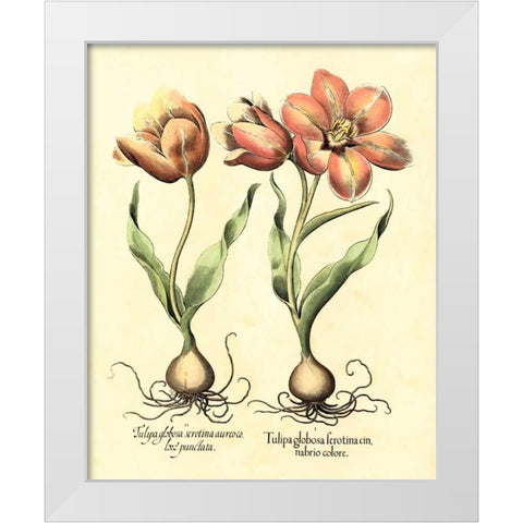 Bulb Garden III White Modern Wood Framed Art Print by Besler, Basilius