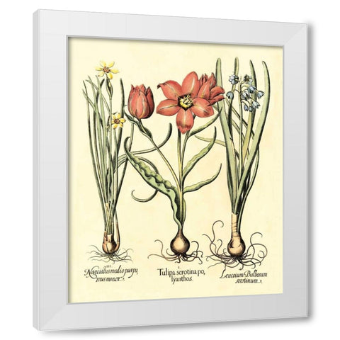 Bulb Garden IV White Modern Wood Framed Art Print by Besler, Basilius