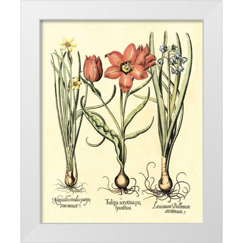 Bulb Garden IV White Modern Wood Framed Art Print by Besler, Basilius