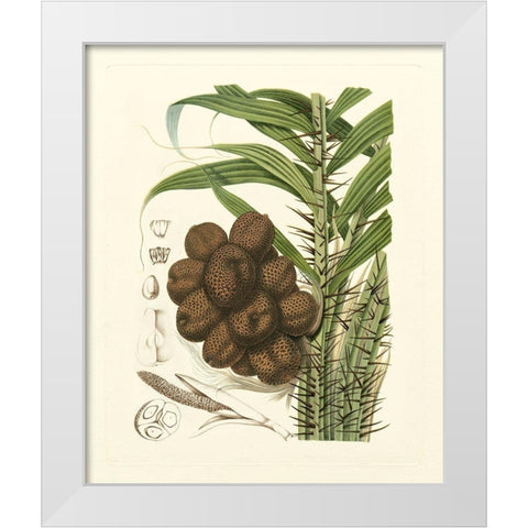 Island Fruits I White Modern Wood Framed Art Print by Hoola Van Nooten, B.