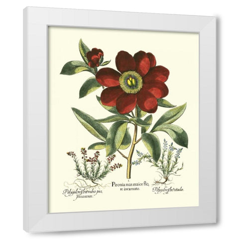 Red Besler Peonie I White Modern Wood Framed Art Print by Besler, Basilius