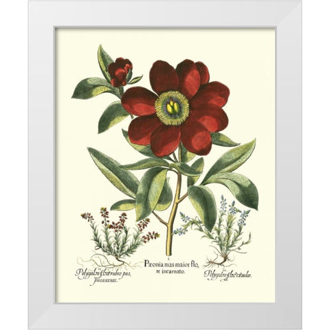 Red Besler Peonie I White Modern Wood Framed Art Print by Besler, Basilius