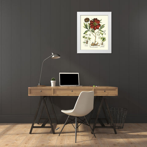 Red Besler Peonie II White Modern Wood Framed Art Print by Besler, Basilius