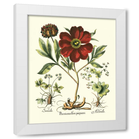 Red Besler Peonie II White Modern Wood Framed Art Print by Besler, Basilius