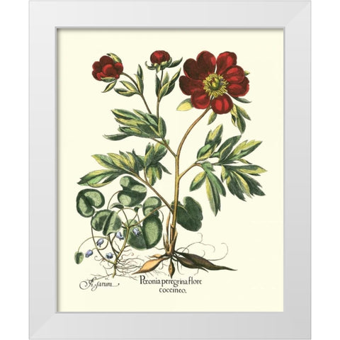 Red Besler Peonie III White Modern Wood Framed Art Print by Besler, Basilius