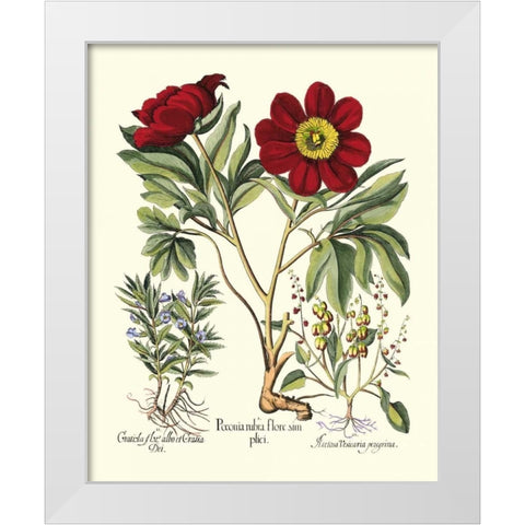 Red Besler Peonie IV White Modern Wood Framed Art Print by Besler, Basilius