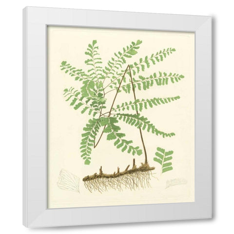Eaton Ferns II White Modern Wood Framed Art Print by Eaton