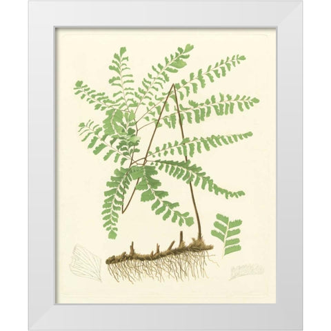 Eaton Ferns II White Modern Wood Framed Art Print by Eaton