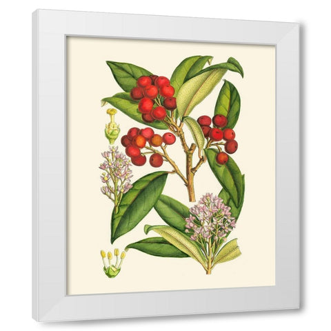 Crimson Berries I White Modern Wood Framed Art Print by Curtis