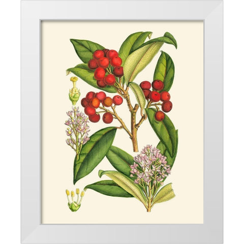 Crimson Berries I White Modern Wood Framed Art Print by Curtis