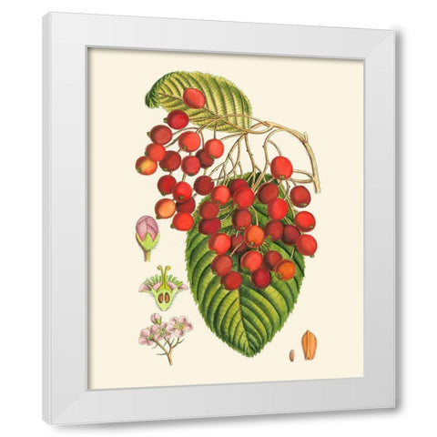 Crimson Berries II White Modern Wood Framed Art Print by Curtis
