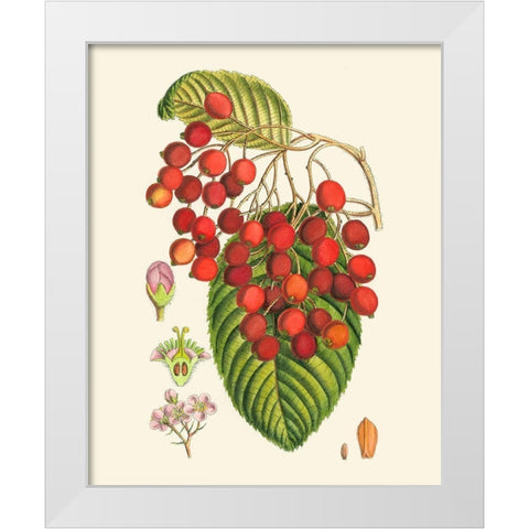 Crimson Berries II White Modern Wood Framed Art Print by Curtis