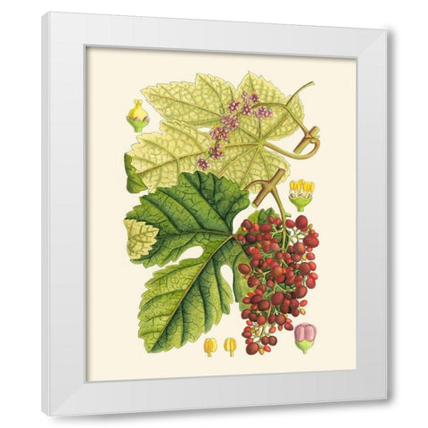 Crimson Berries III White Modern Wood Framed Art Print by Curtis