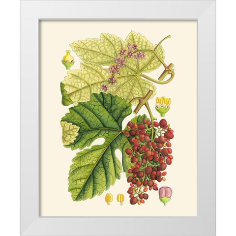 Crimson Berries III White Modern Wood Framed Art Print by Curtis