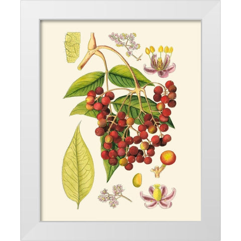 Crimson Berries IV White Modern Wood Framed Art Print by Curtis
