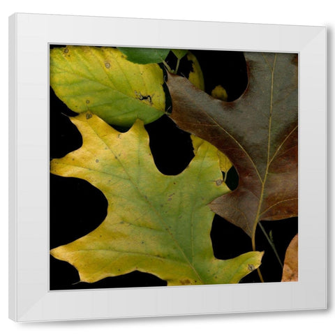 Vivid Leaves II White Modern Wood Framed Art Print by Vision Studio