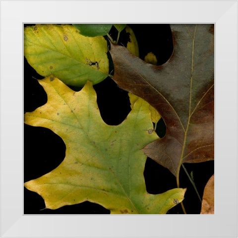 Vivid Leaves II White Modern Wood Framed Art Print by Vision Studio