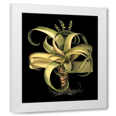 Dramatic Aloe I White Modern Wood Framed Art Print by Besler, Basilius