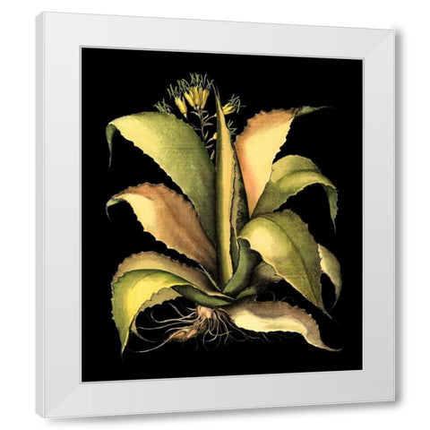 Dramatic Aloe II White Modern Wood Framed Art Print by Besler, Basilius