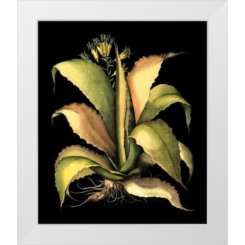 Dramatic Aloe II White Modern Wood Framed Art Print by Besler, Basilius