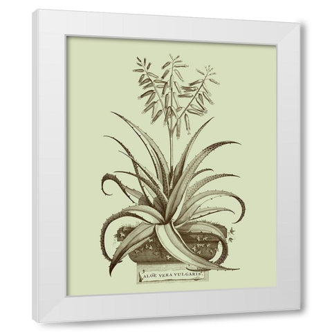 Vintage Aloe II White Modern Wood Framed Art Print by Munting, Abraham