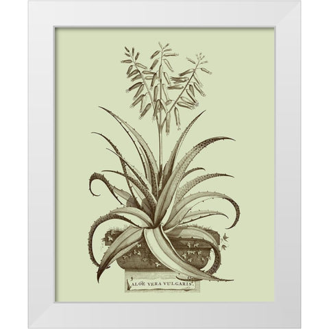 Vintage Aloe II White Modern Wood Framed Art Print by Munting, Abraham