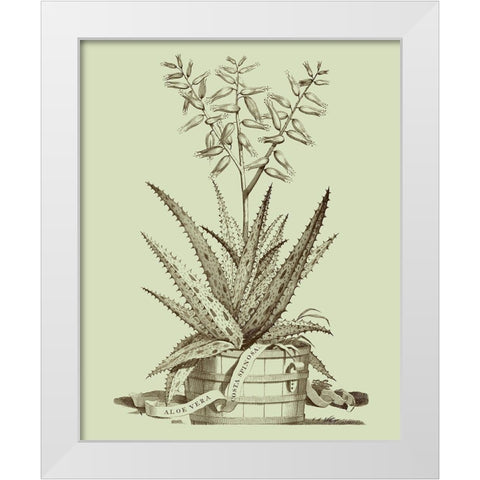Vintage Aloe III White Modern Wood Framed Art Print by Munting, Abraham