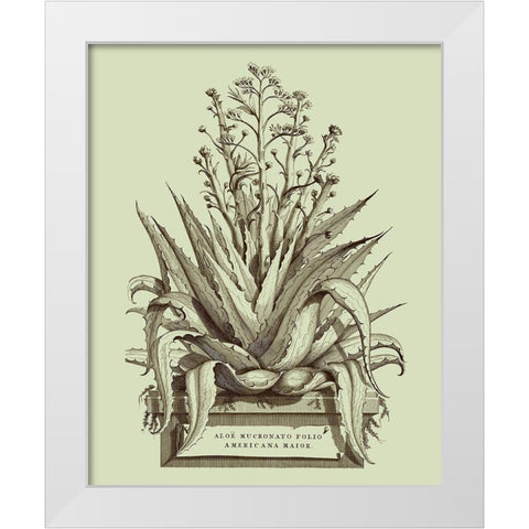 Vintage Aloe IV White Modern Wood Framed Art Print by Munting, Abraham