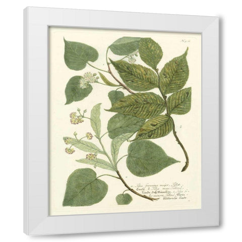 Weinmann Greenery III White Modern Wood Framed Art Print by Weinmann