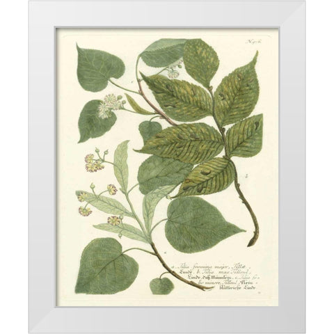 Weinmann Greenery III White Modern Wood Framed Art Print by Weinmann