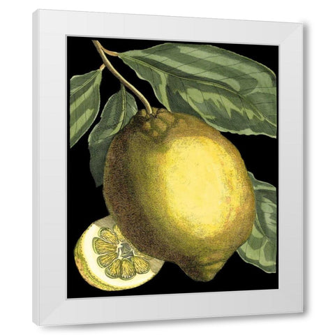 Fragrant Citrus II White Modern Wood Framed Art Print by Volckamer, Johann C.