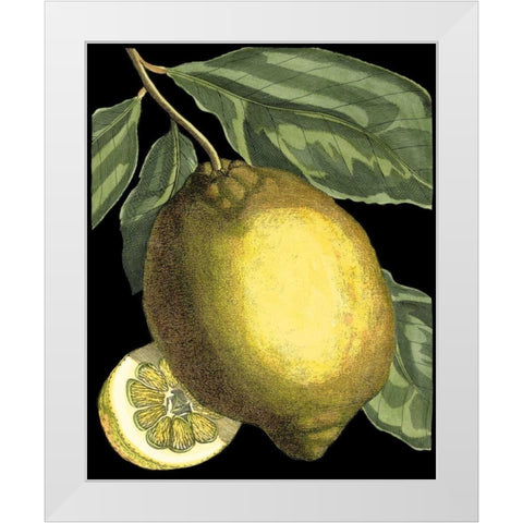 Fragrant Citrus II White Modern Wood Framed Art Print by Volckamer, Johann C.