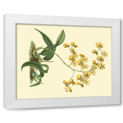 Antique Orchid Study I White Modern Wood Framed Art Print by Edwards, Sydenham