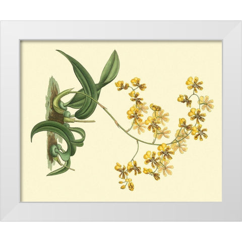 Antique Orchid Study I White Modern Wood Framed Art Print by Edwards, Sydenham