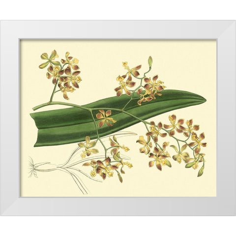 Antique Orchid Study II White Modern Wood Framed Art Print by Edwards, Sydenham