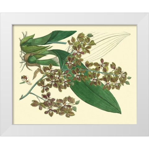Antique Orchid Study III  White Modern Wood Framed Art Print by Edwards, Sydenham