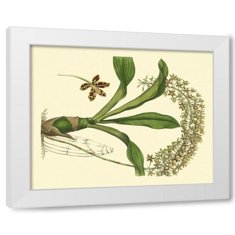 Antique Orchid Study IV White Modern Wood Framed Art Print by Edwards, Sydenham