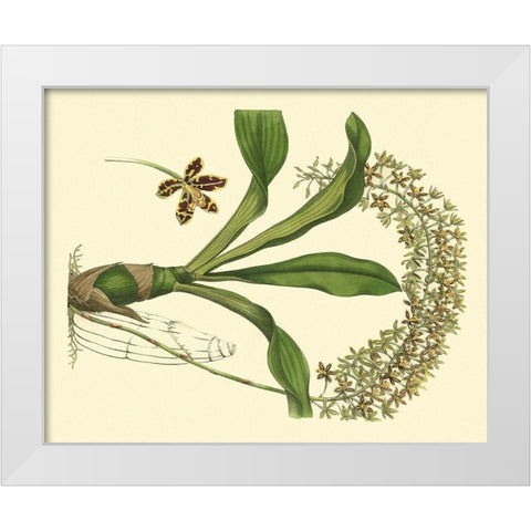 Antique Orchid Study IV White Modern Wood Framed Art Print by Edwards, Sydenham