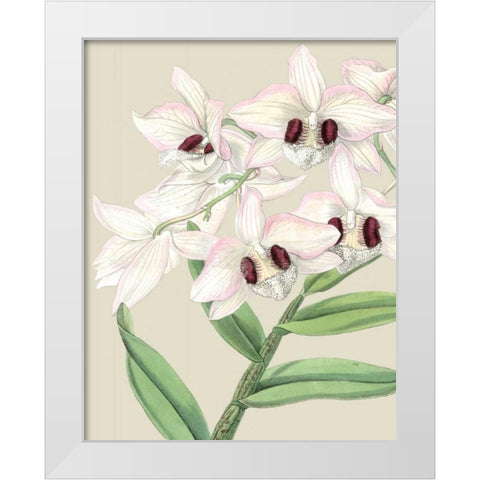 Orchid Blooms II  White Modern Wood Framed Art Print by Vision Studio