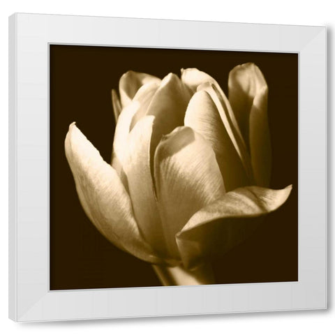 Sepia Tulip II White Modern Wood Framed Art Print by Stramel, Renee W.