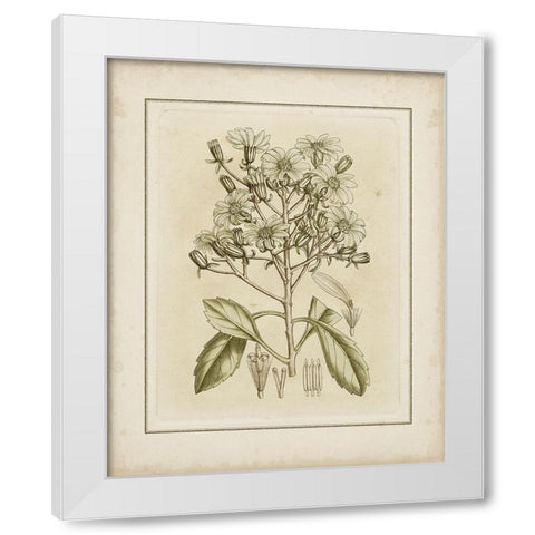 Tinted Botanical I White Modern Wood Framed Art Print by Curtis