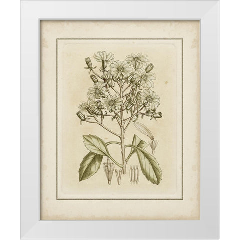 Tinted Botanical I White Modern Wood Framed Art Print by Curtis
