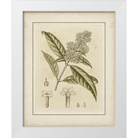 Tinted Botanical II White Modern Wood Framed Art Print by Curtis