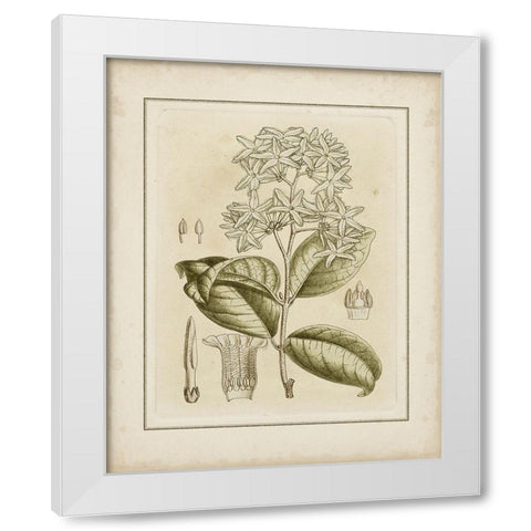 Tinted Botanical III White Modern Wood Framed Art Print by Curtis