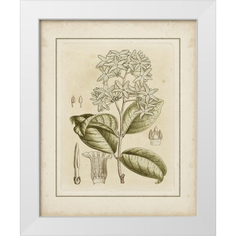 Tinted Botanical III White Modern Wood Framed Art Print by Curtis