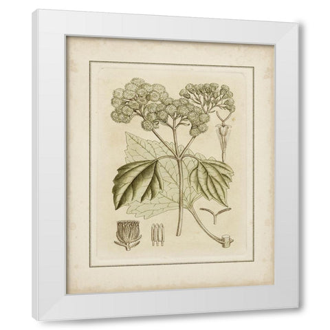 Tinted Botanical IV  White Modern Wood Framed Art Print by Curtis